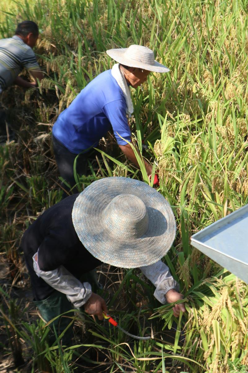 Συντήρηση Τοπίου & Κήπου
